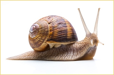 Digitale Schnecken